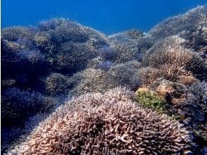 綺麗なサンゴに魅了されながら。