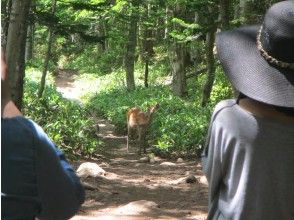 野生動物と遭遇も