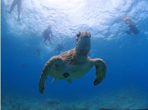 ウミガメポイントへ到着～シュノーケリング開始