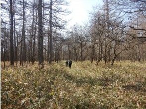 森の中の湯導管・管理道を進む