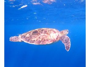 午後はウミガメ探しのシュノーケリング♪