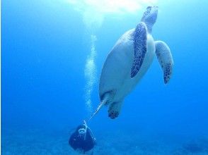 Afternoon diving