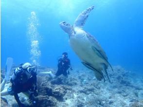 ウミガメ探しのダイビング（2dive目）♪