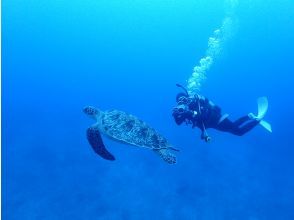 ウミガメと一緒に泳げるかも!?