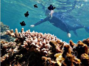 Enjoy snorkeling in the water