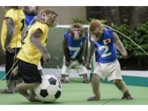 ~おさるサッカーガチバトル~