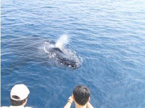 Whale watching begins