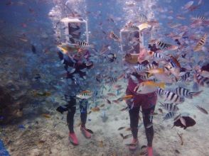 お魚に餌付けタイム