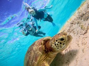 Let's explore sea turtles!