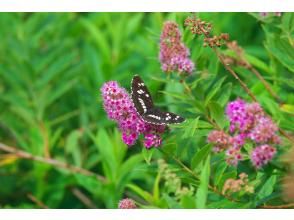 夏の花や生き物が沢山!