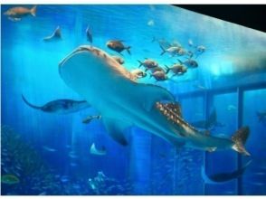 沖縄美ら海水族館