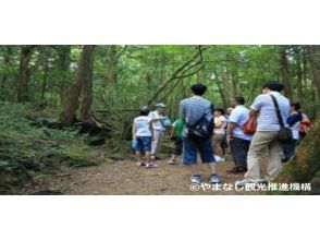 Aokigahara Forest