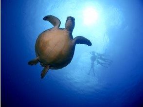 Arrive at Sea Turtle Point and start snorkeling (14:15 for PM course)