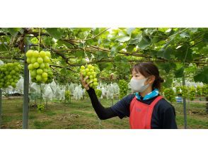 Shine Muscat 1 bunch picking