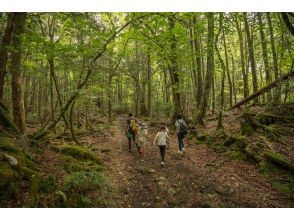 Sea of Trees Walk