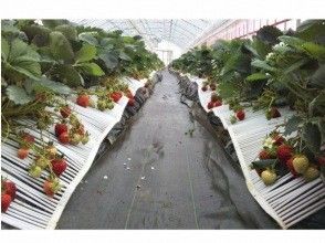 いちご200gの摘み取り体験開始