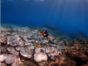 Of course you can also meet anemone fish! !!