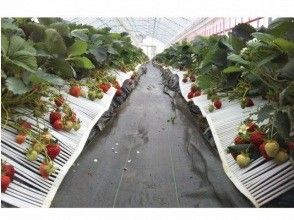 200g strawberry picking experience