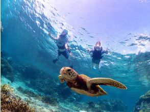 Encounter with sea turtles