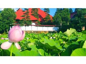 稲泉寺の大賀ハス