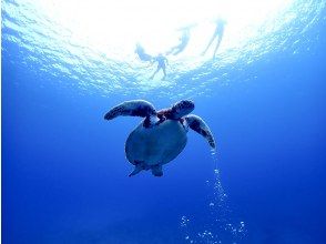 ウミガメシュノーケル開始