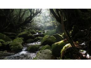 白谷川の清流で