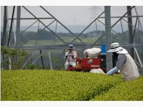 「茶草場農法」についての説明を聞き、実際にその日農家さんがする作業のお手伝い開始！