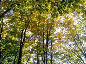 小菅山の稜線 「女神の森」