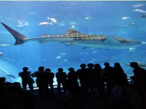 沖縄美ら海水族館