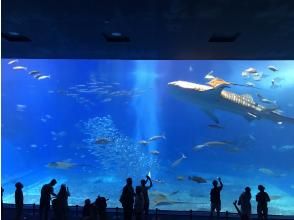 沖縄美ら海水族館