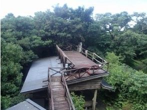 Canopy walk experience begins