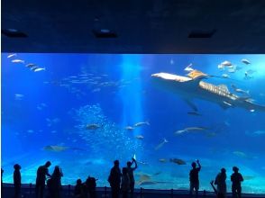 沖縄美ら海水族館