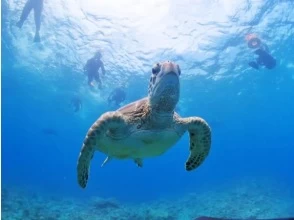Start snorkeling in the sea turtle area of Miyakojima!