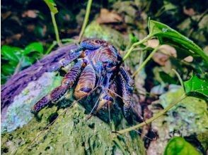 叢林夜間野生動物園之旅開始