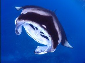 水面蝠鲼浮潜