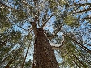 You can even meet giant trees like this!