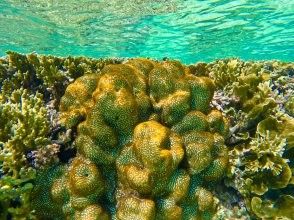 ☆カラフルな魚♪珊瑚礁を見学！