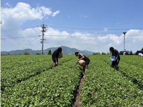 Experience interacting with tea farmers at a tea plantation