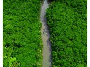 マングローブドローン撮影！