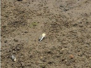 生き物を発見！