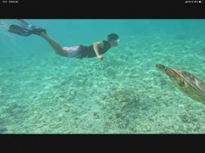 Sea turtle spotted