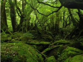 苔むす森