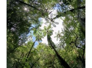 Kinsakubaru National Forest