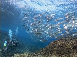 洞窟の外はお魚パラダイス♪