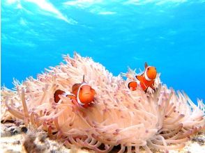 Let's go see the anemone fish!