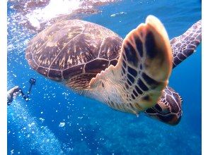 On busy days, you can see 5 or 6 sea turtles.