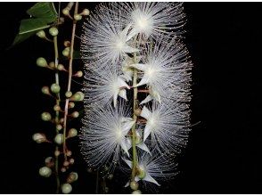 Start of viewing the hanging flowers