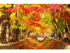 Lake Kawaguchi Maple Corridor