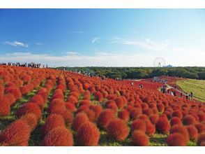 【ひたち海浜公園】絶景コキアを観賞