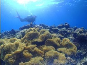 海の中に広がる景色を堪能